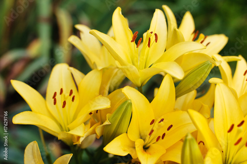 Delicate yellow lilies