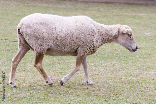 Lamb