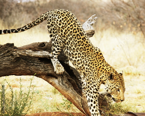 Leopard on tree