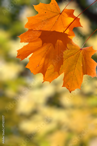 orange Autumn leaves