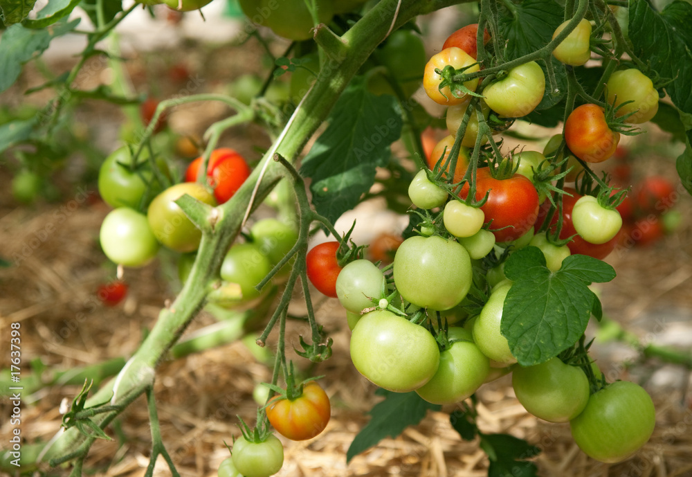Bunches of ripening tomatoes