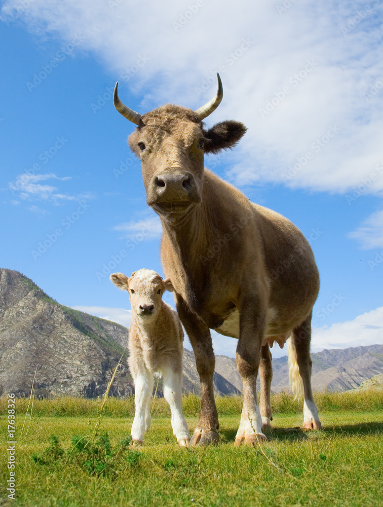 cow and calf