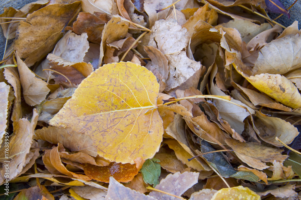 Leaves of Season Leaves of Season