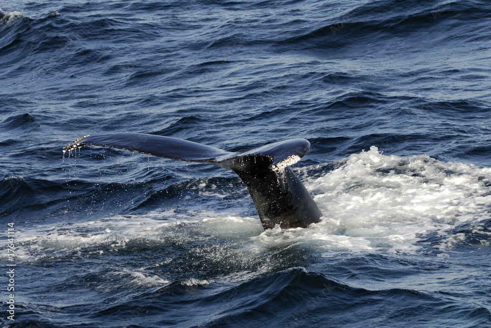 Obraz premium Humpback Whale diving