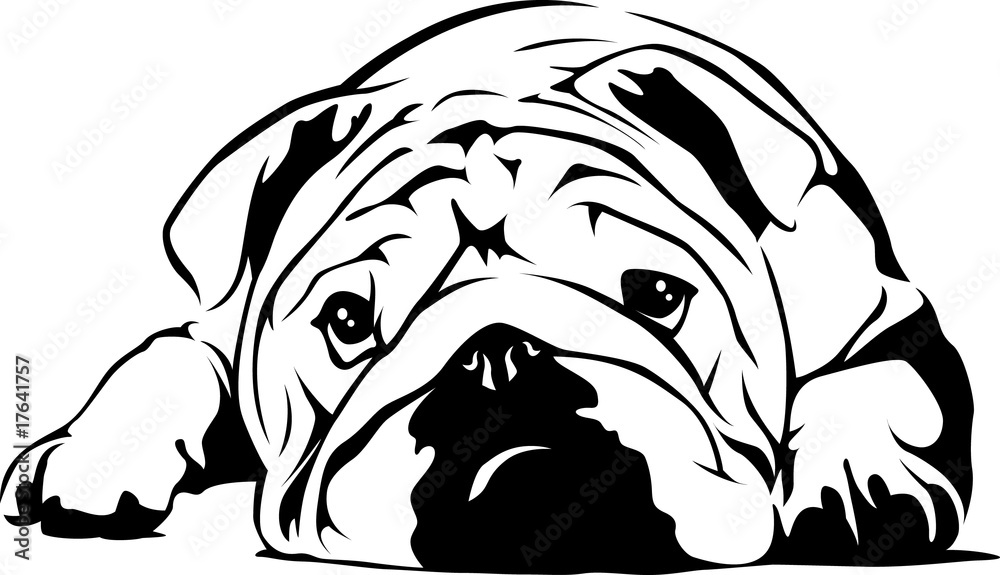 Φωτογραφία English Bulldog