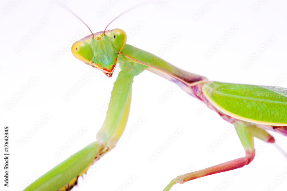 mantis stare to you isolated on white background mantis stare to you isolated on white background