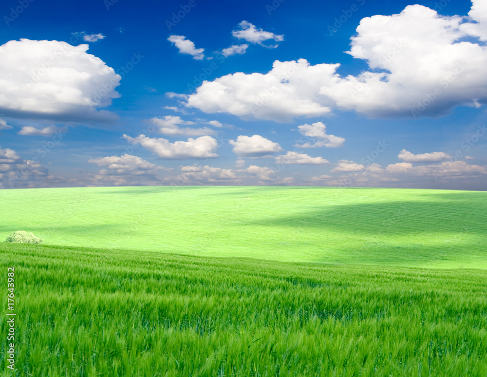 meadow meadow