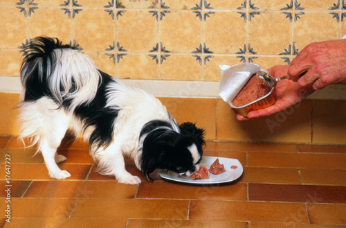 Fotografia épagneul japonais mangeant sa pâtée - pet food
