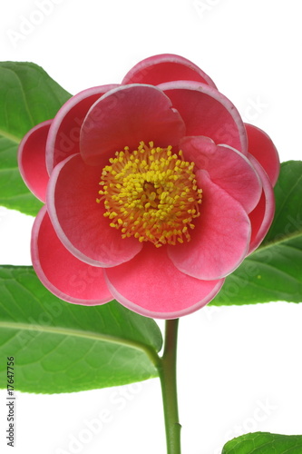 Camellia amplexicaulis photo