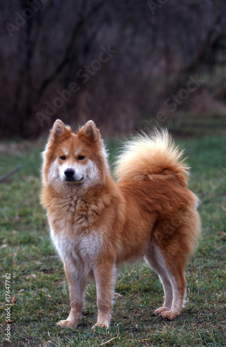 chien primitif de race eurasier debout en extérieur