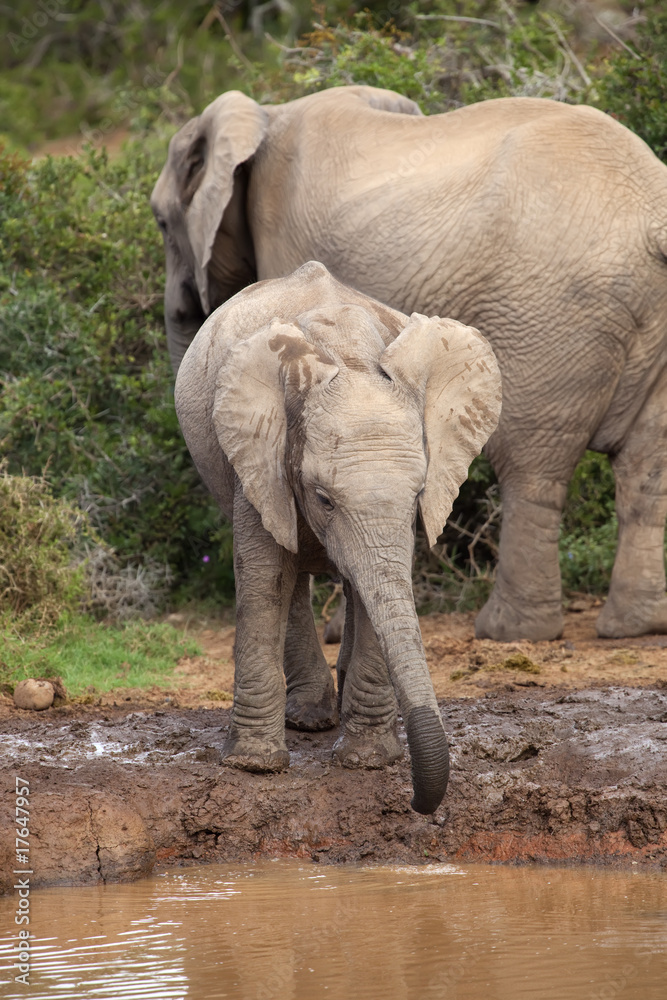 Fototapeta premium Thirsty Baby Elephant