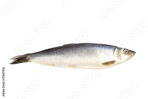 herring on white closeup
