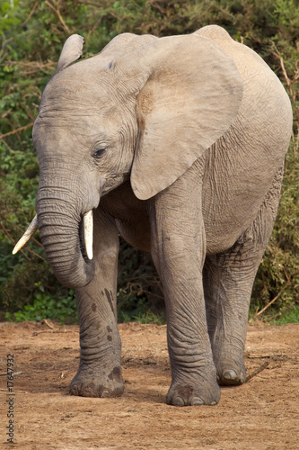 Elephant Portrait