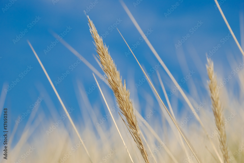 Dry grass Dry grass
