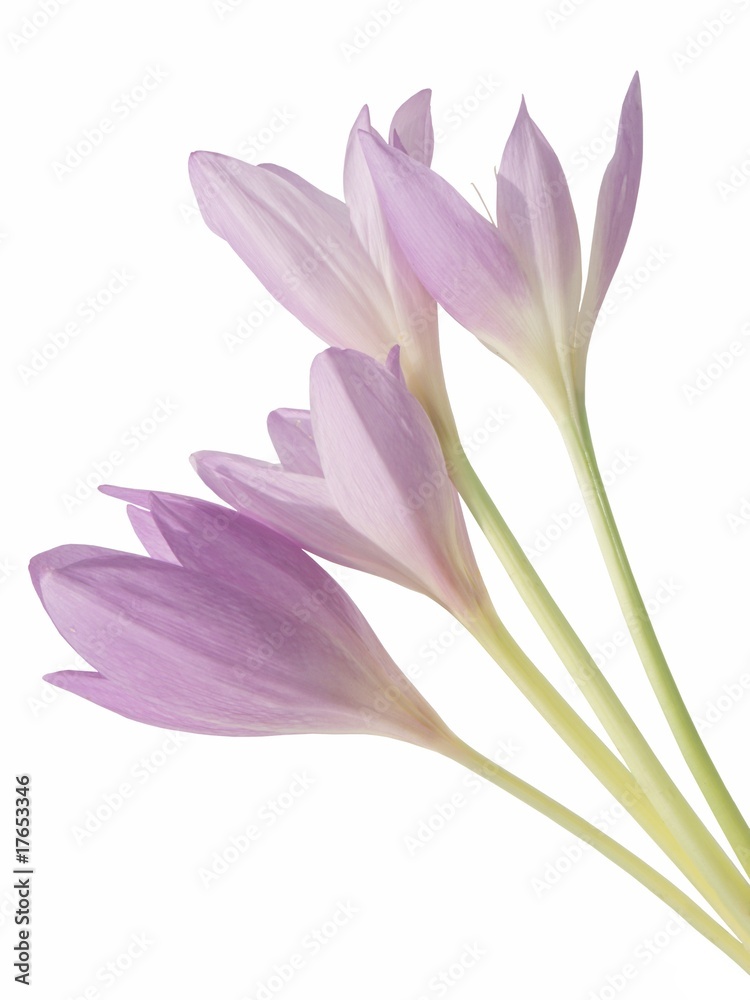 colchicum lila flowers
