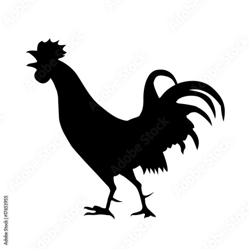 Fototapete silhouette of the cock on white background