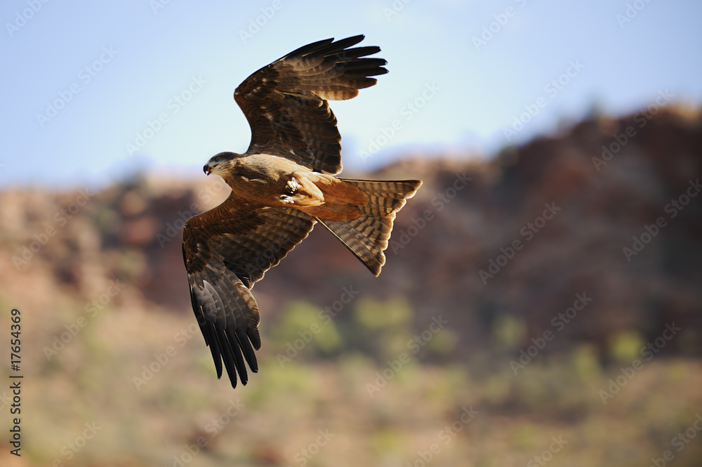 Fototapeta premium Whistling Kite