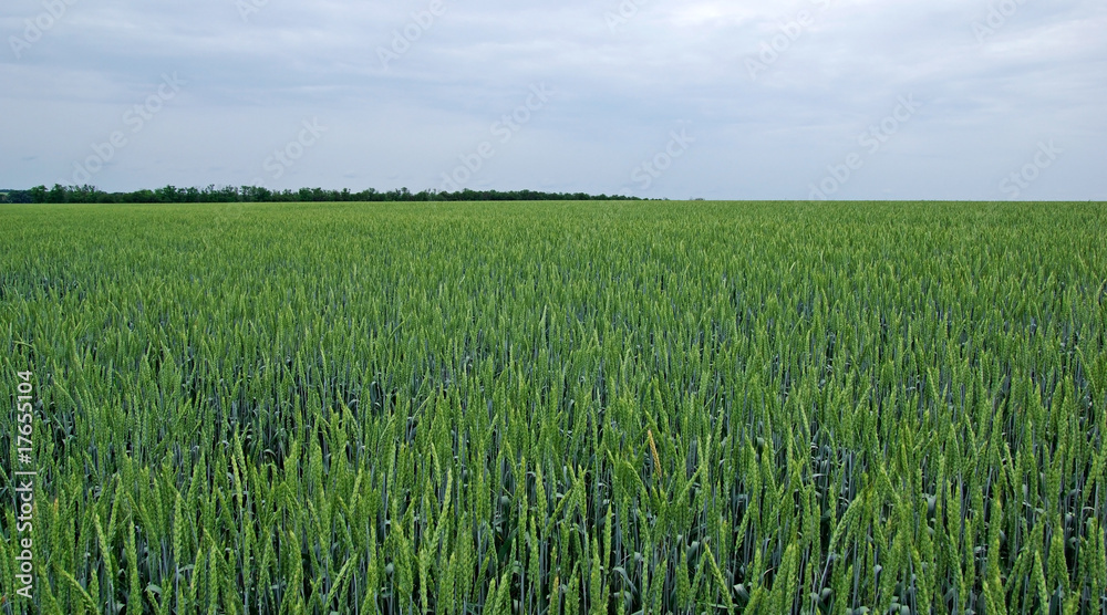 Field of green rye and cloudy sky. Tungsten weather. Field of green rye and cloudy sky. Tungsten weather.