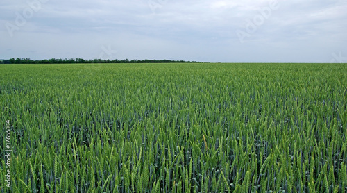 Field of green rye and cloudy sky. Tungsten weather.