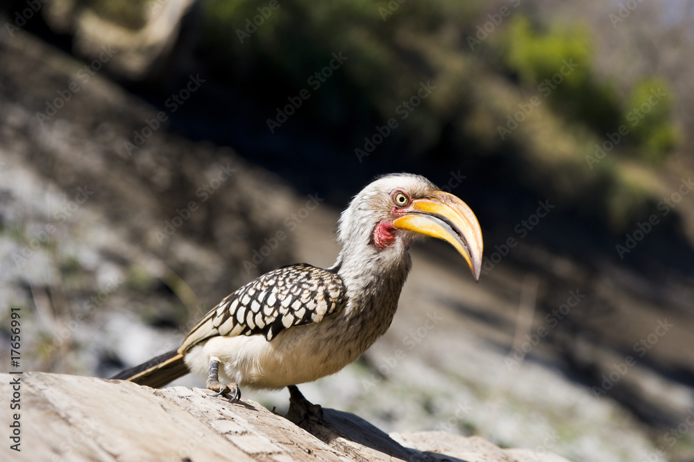 Southern Yellow-billed Hornbill