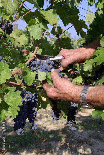 vendemmia a mano