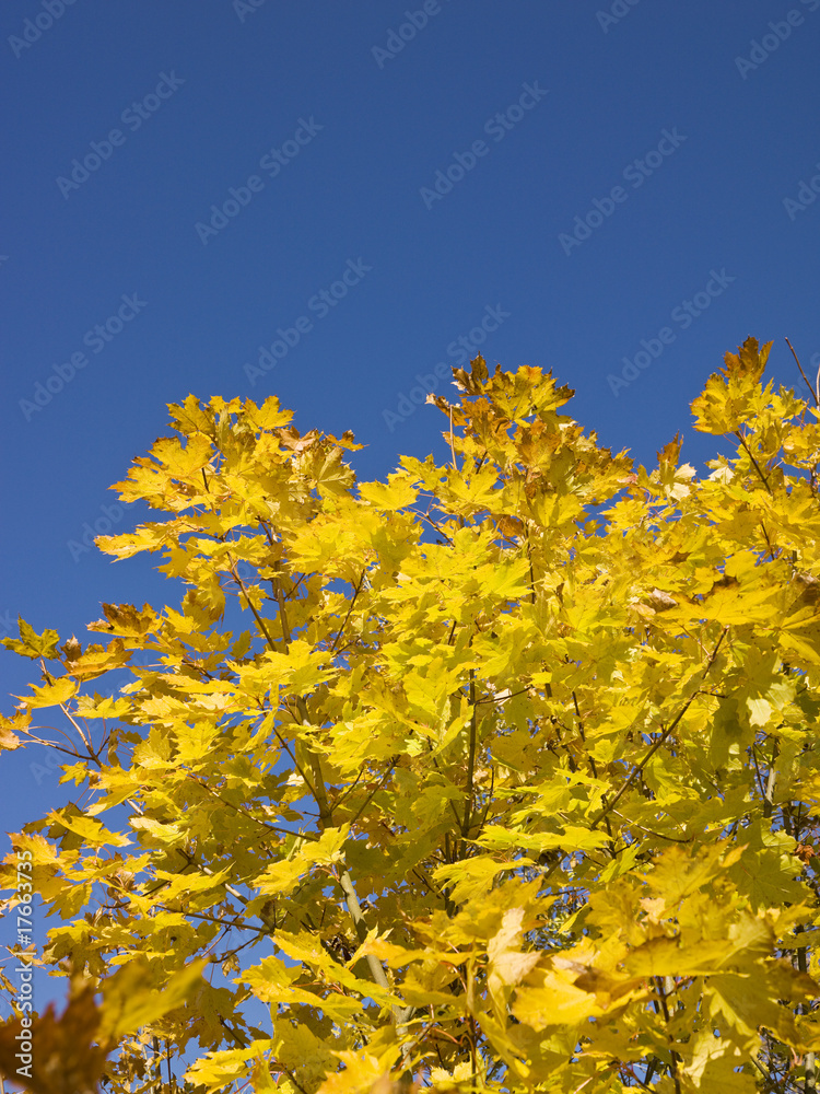 Fototapeta premium Autumn leafs