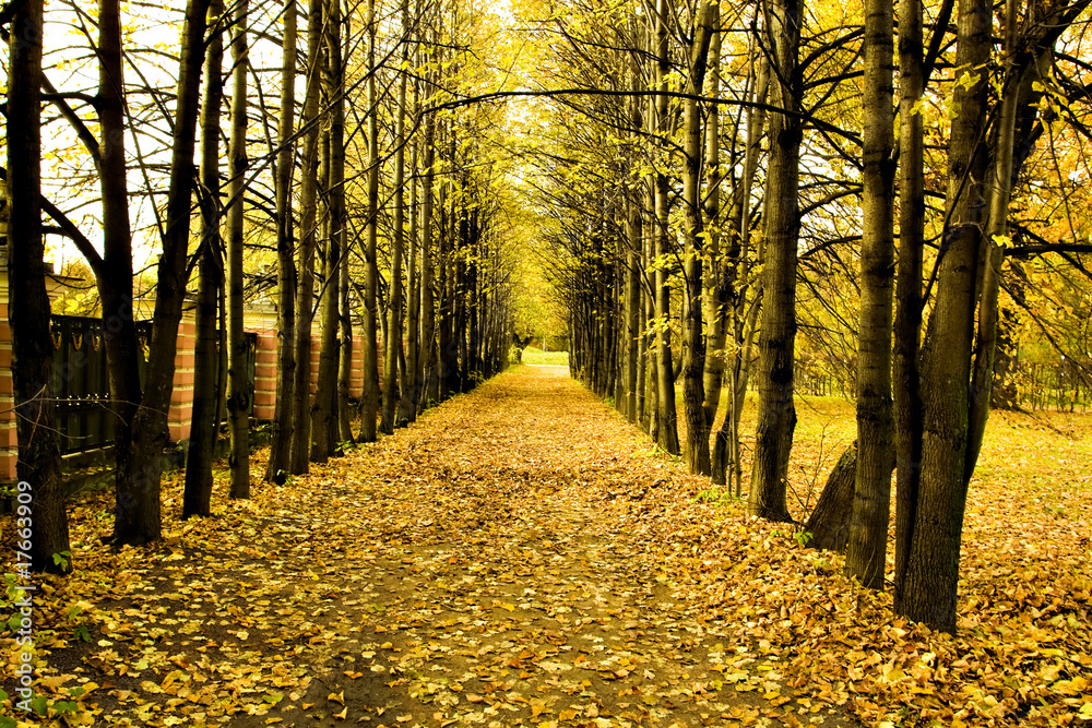 Obraz premium beautiful autumn park