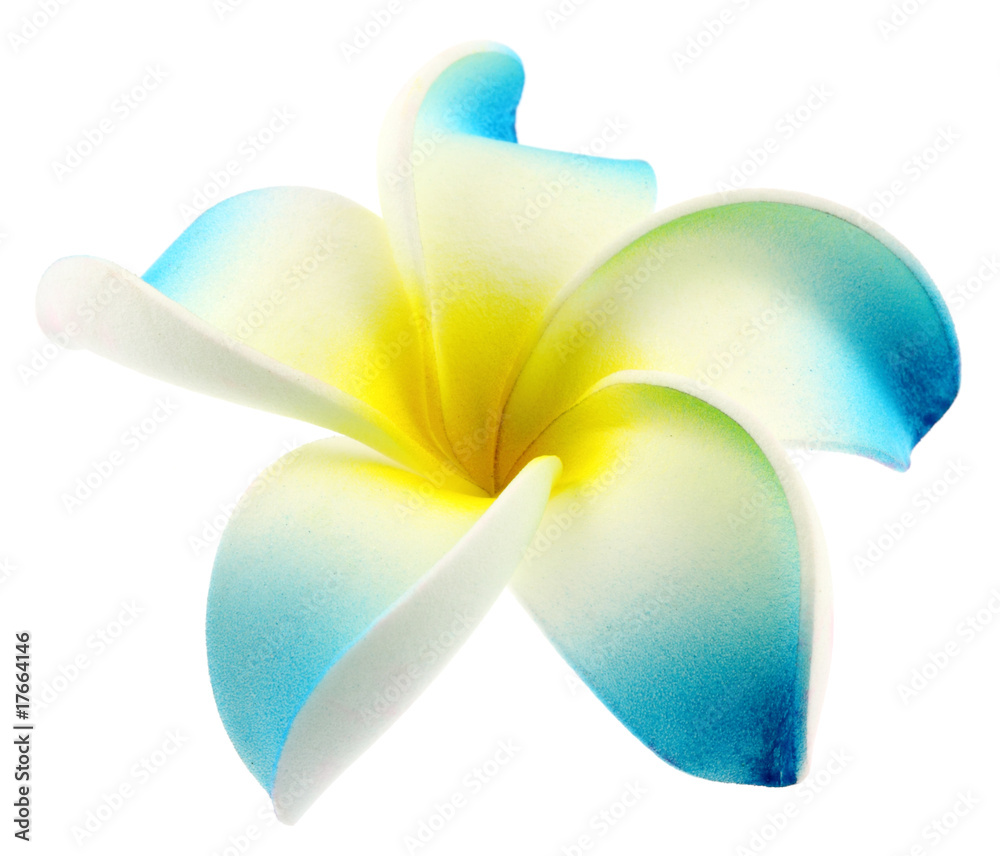 frangipanier fleur artificielle bleue fond blanc Stock Photo | Adobe Stock