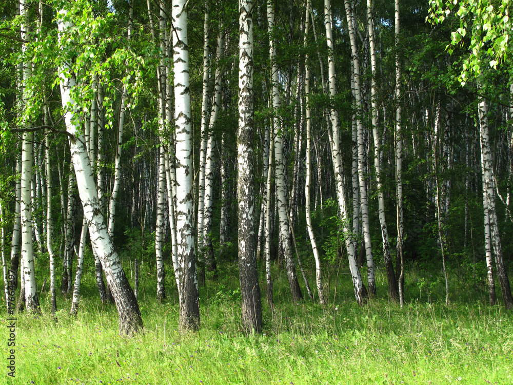 Obraz premium birch trees