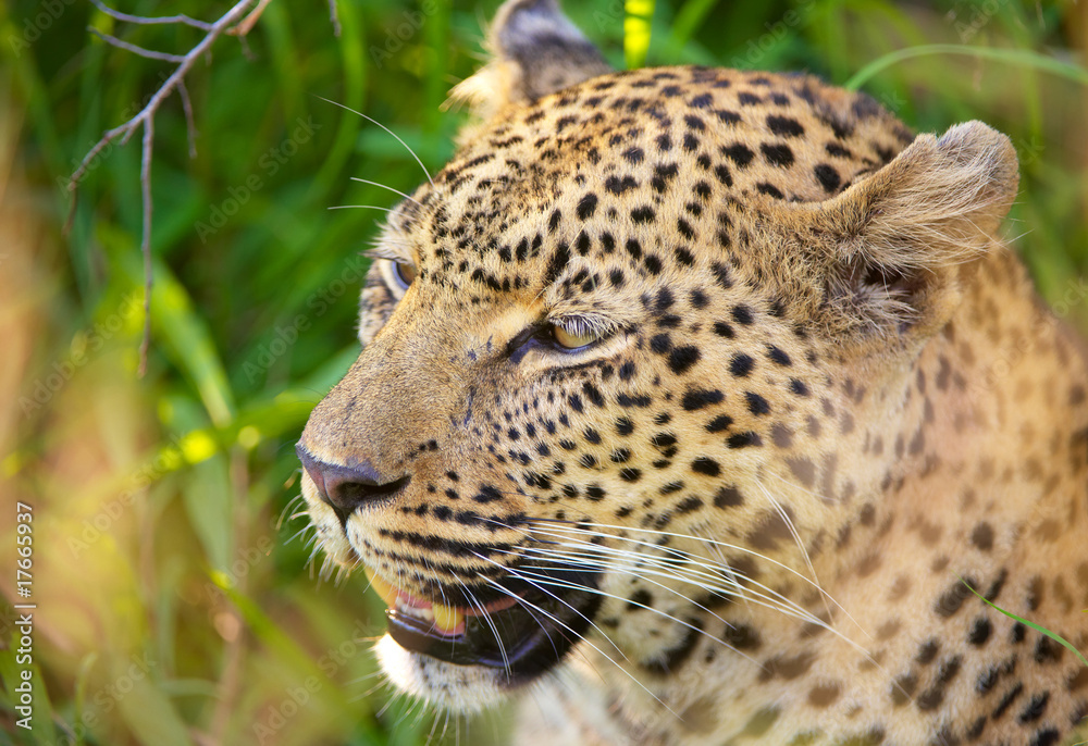 Leopard sitting in the grass Leopard sitting in the grass