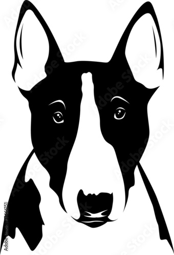 Bull Terrier - Portrait Fototapet