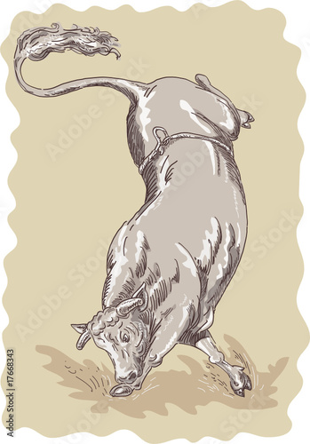 Bucking Bull