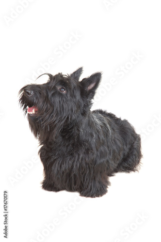 Scottish terrier