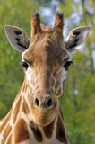 Portrait de face d'une girafe