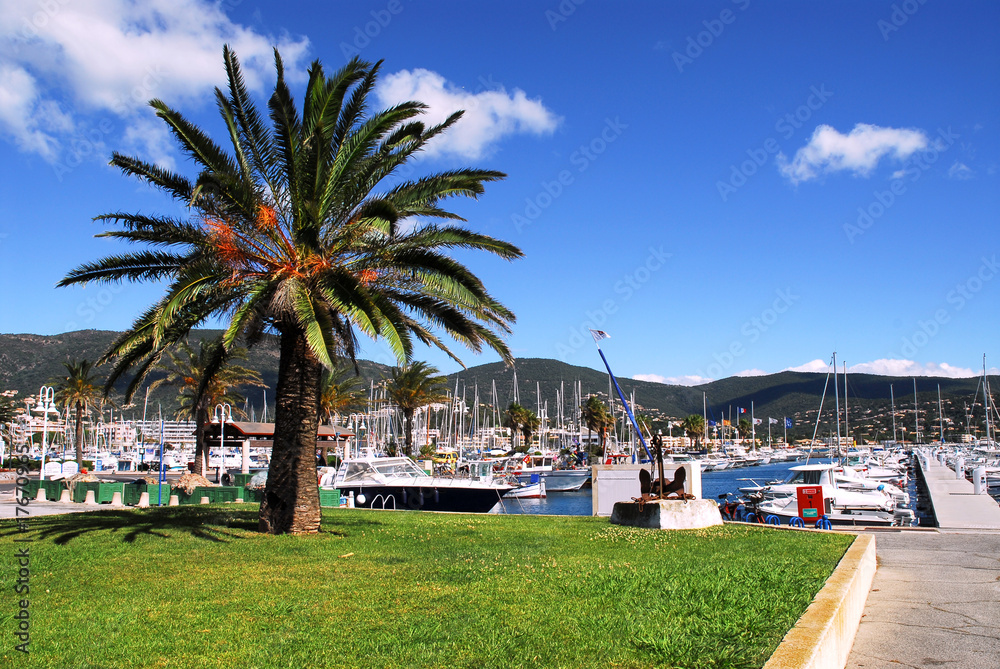 Port de Cavalaire avec un palmier en France
