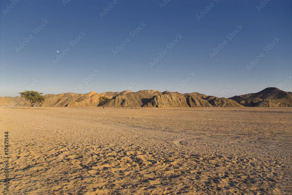 deserto con pianta