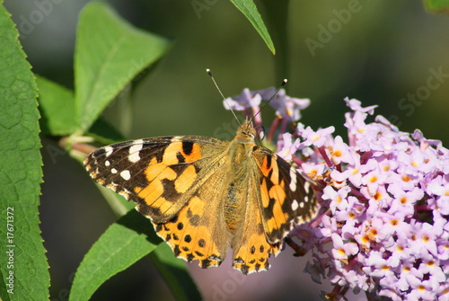 Painted Lady Butterfly