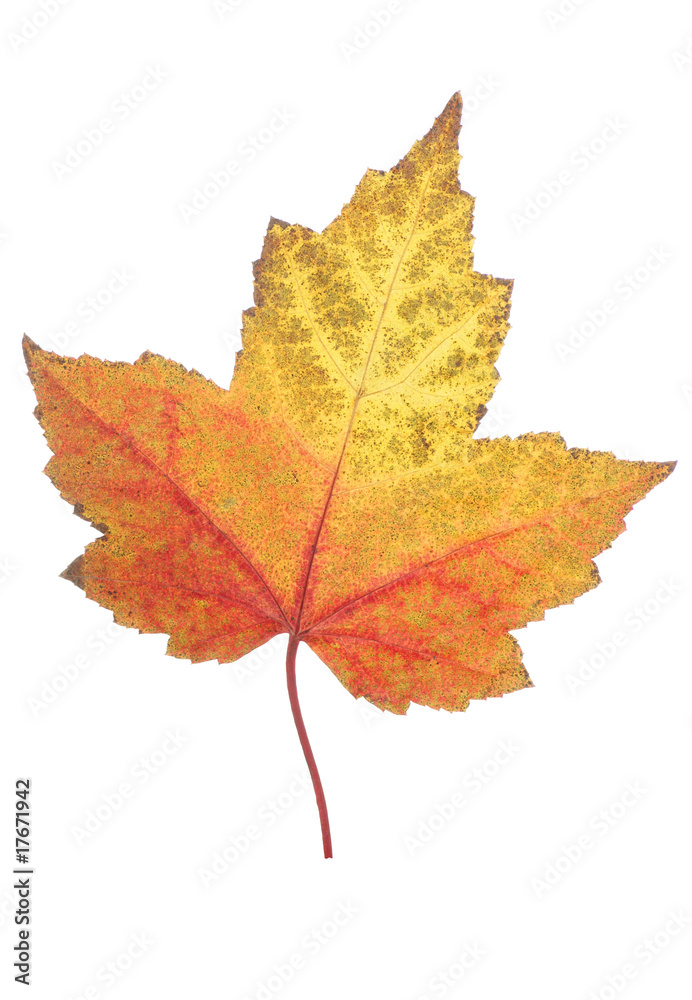 leaf of autumn leaf of autumn