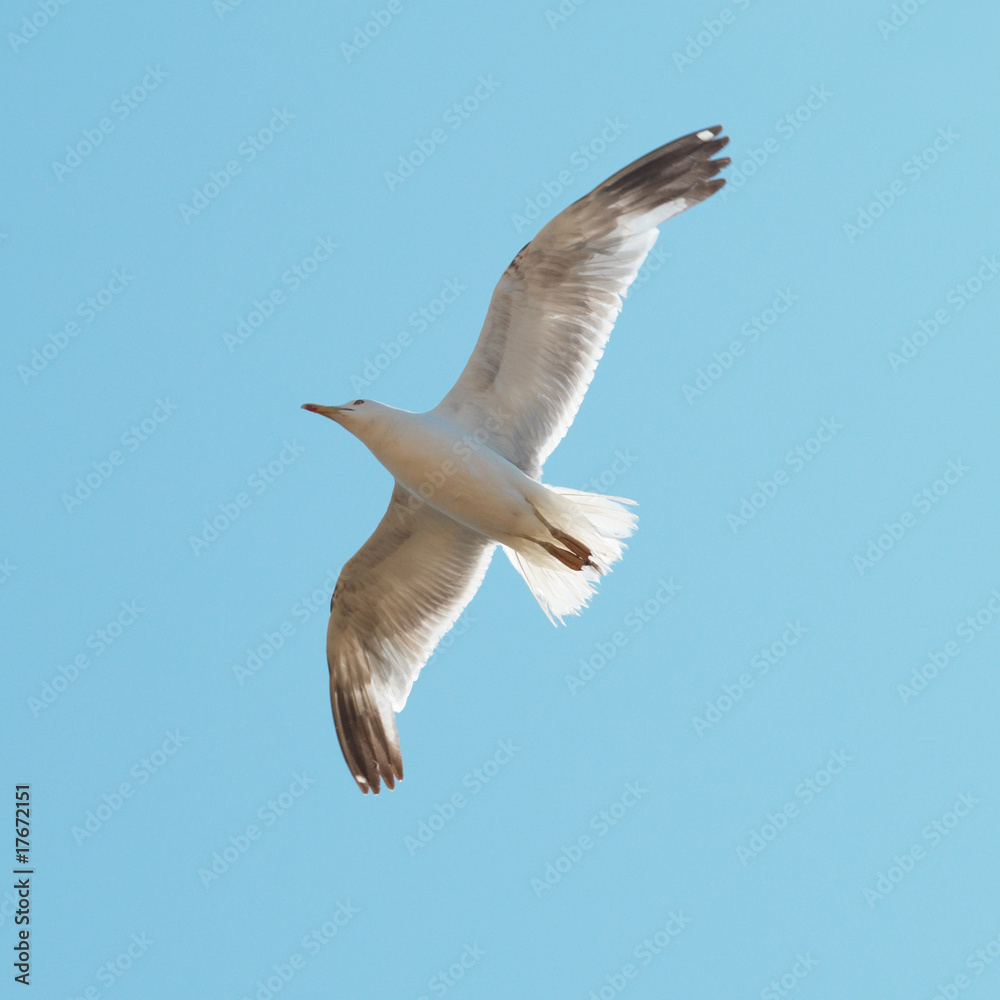 Fototapeta premium Flying seagull