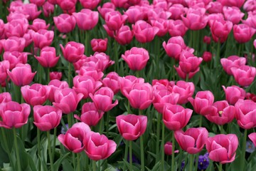 Leinwandbilder Rosa Tulips  © Oleg Fedorkin