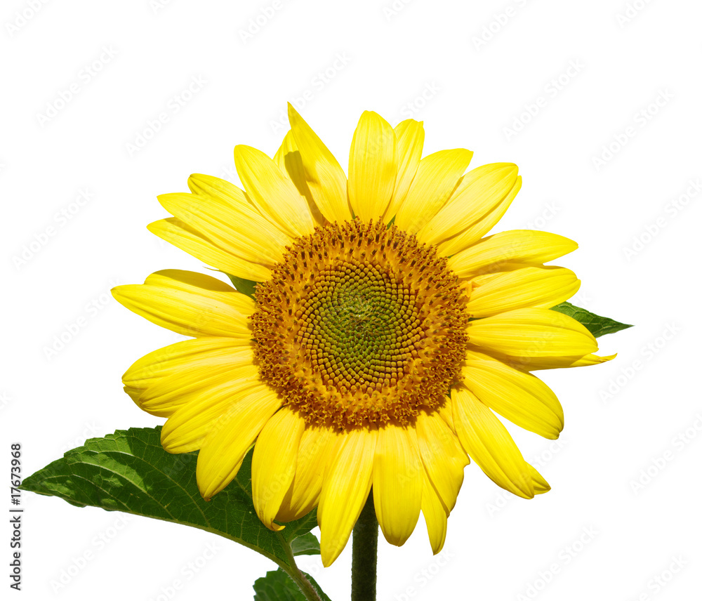 Obraz premium Yellow sunflower