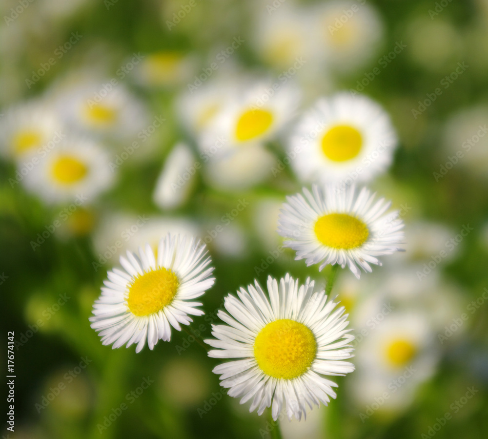 Fototapeta premium white chamomiles