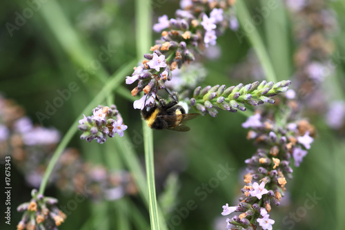 Hummel in Lavendelstrauch © redhorst