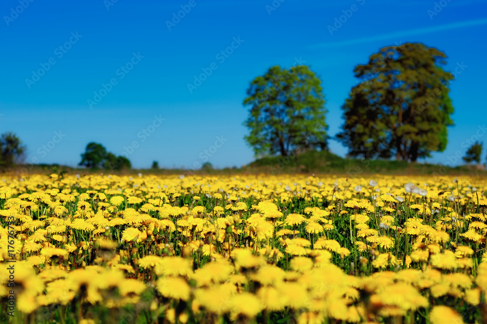 Obraz premium Meadowed