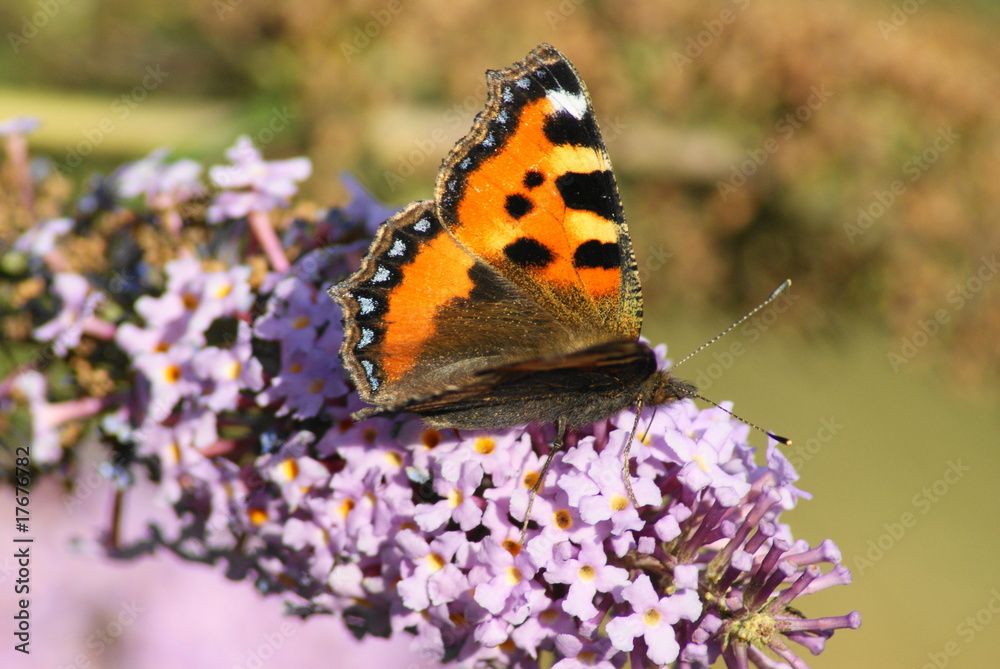 Obraz premium Small Tortoiseshell Butterfly