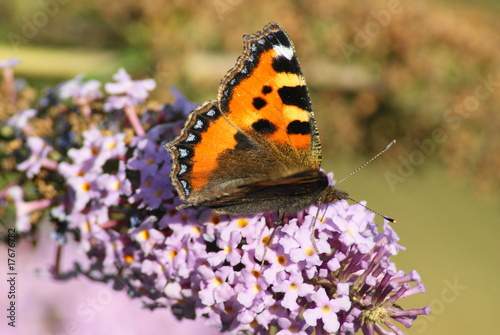Small Tortoiseshell Butterfly