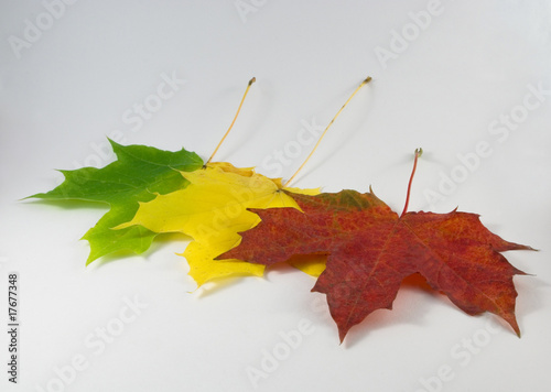 Autumn leaves photo