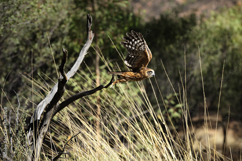 Naklejka premium Neuseeland Kuckuckskauz hebt ab