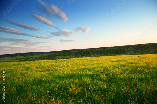 field of spring grass and sunset