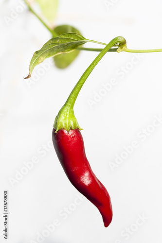 Chili rot